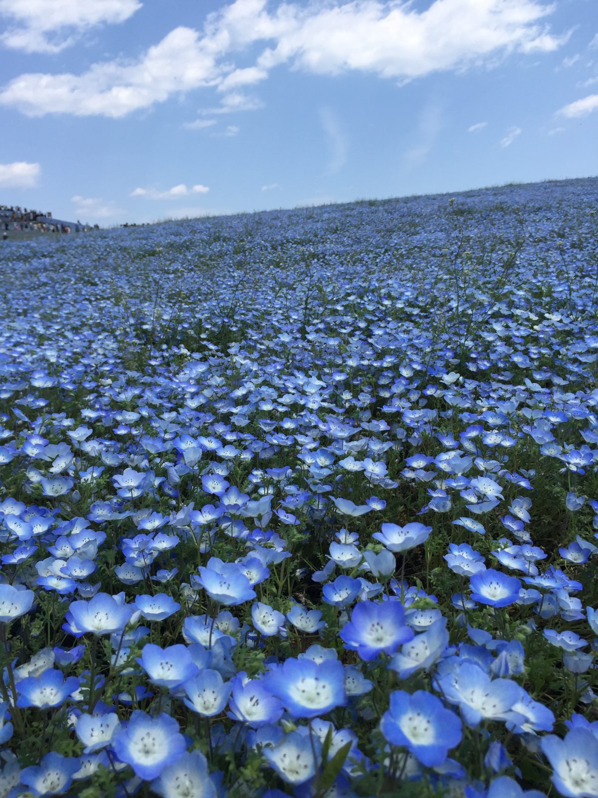 〈観光最前線〉昼の青、夜の青